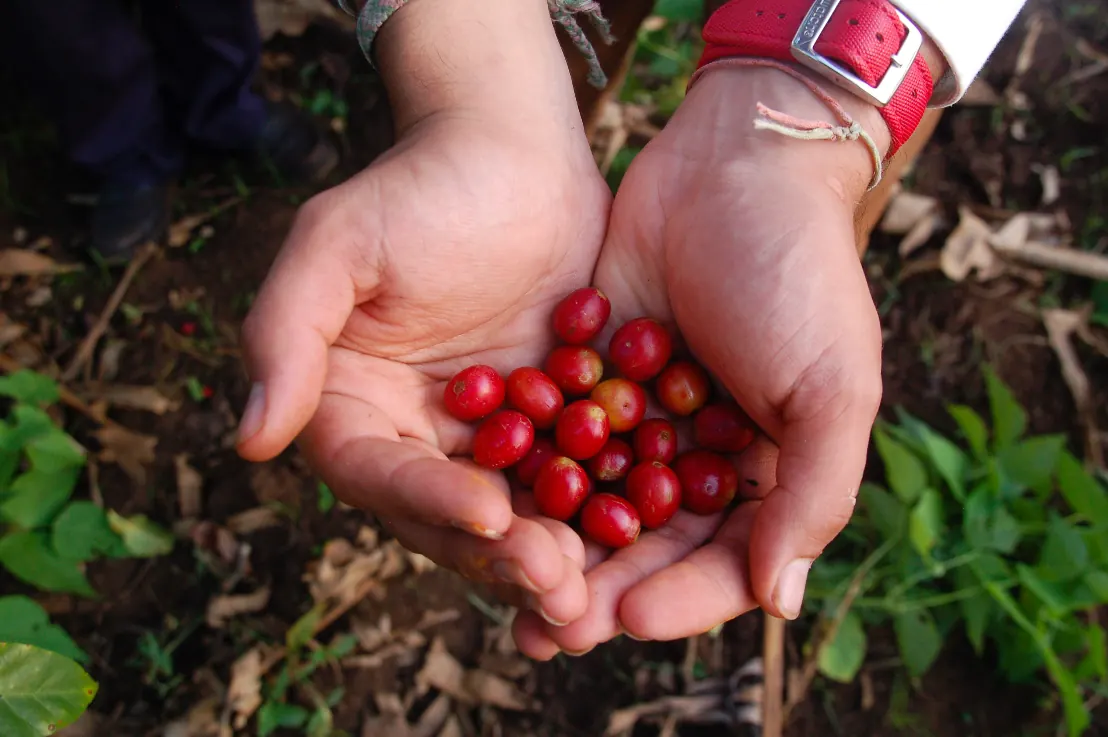 Single-Origin-Kaffeebohnen aus Uganda im Café de Villa Wedel